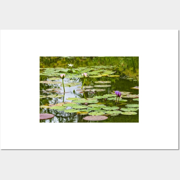 White And Purple Lotus Flowers Wall Art by MCHerdering